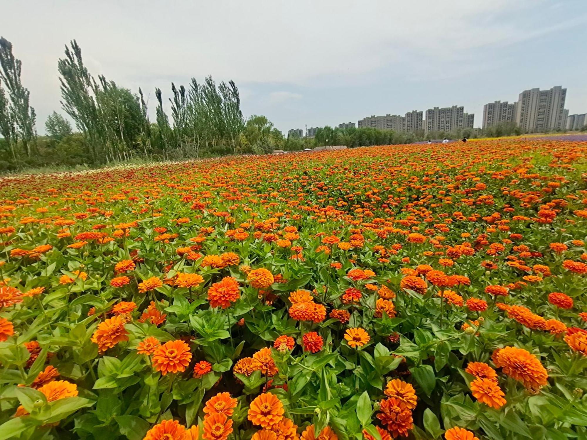Primus Hotel Yinchuan Exterior photo